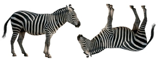 Zebra Vs Reverse Zebra Pickups